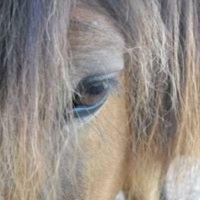 فندق Ferme Equestre Les Chevaliers Penol المظهر الخارجي الصورة